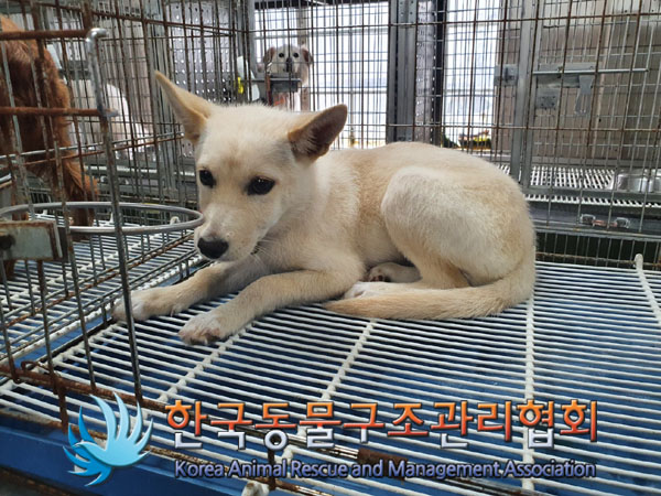 한국동물구조관리협회_441560202300995